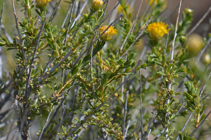 Rayless Goldenhead has small green linear or lanceolate leaves that are alternate along the stems. Lower leaves are fascicled or clustered. Acamptopappus sphaerocephalus